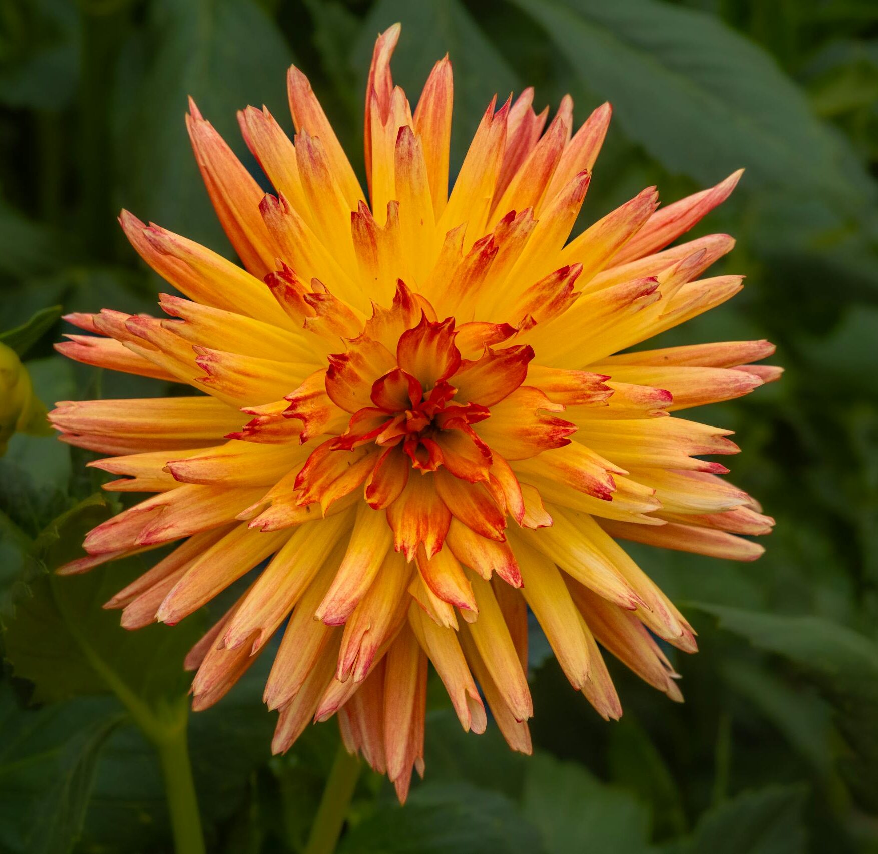 Free stock photo of 4k-Hintergrundbild, blume, blumentapete