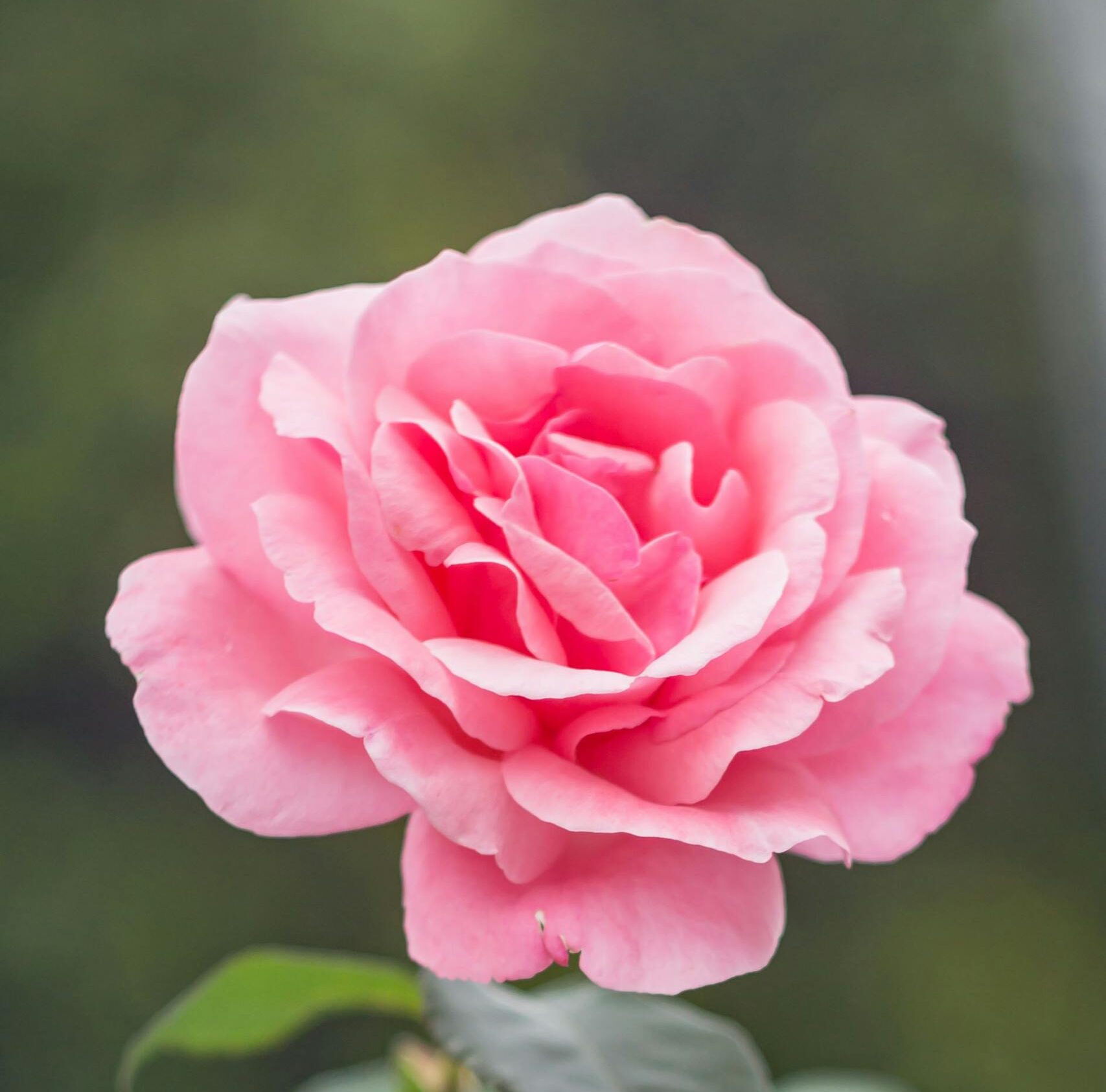 Close-up of a blooming pink rose outdoors, perfect for backgrounds or wallpapers.