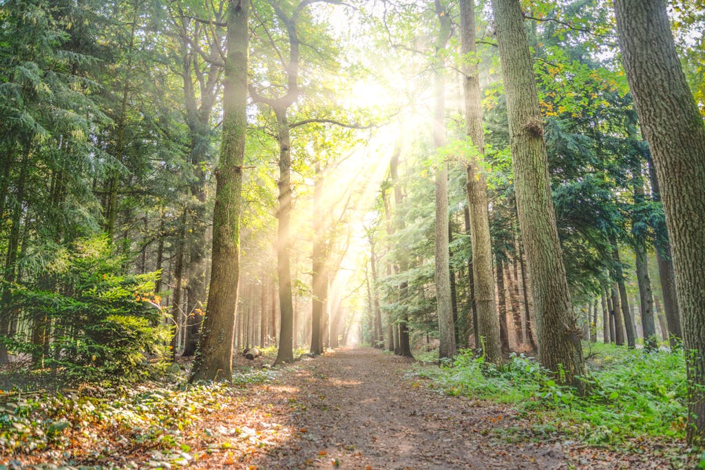 A scenic autumn forest path with sunlight streaming through tall trees, creating a serene atmosphere.